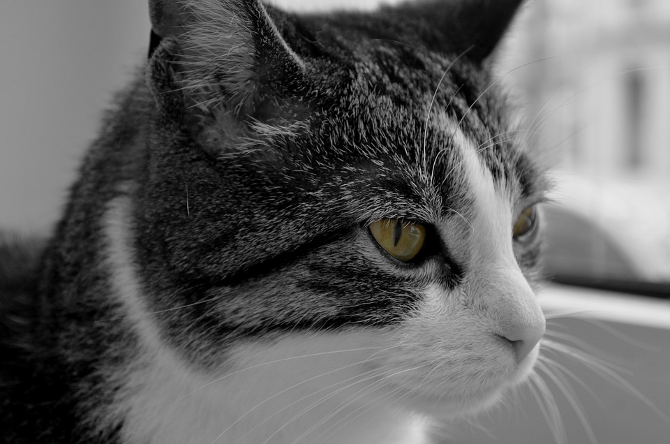 No Hay 1 Existe2 Foto Gratis En Pixabay no-hay-1-existe2-foto-gratis-en-pixabay