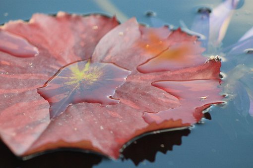 Free Water Lilly Leaf photo and picture