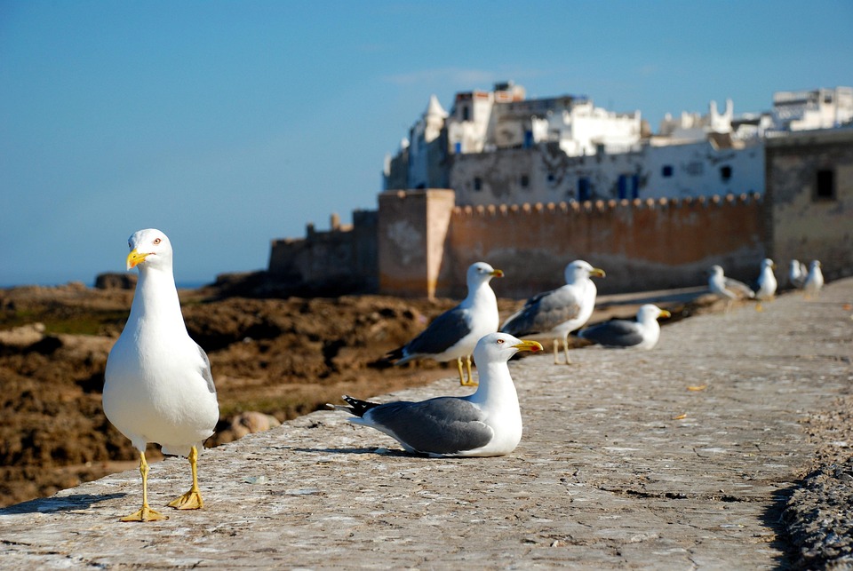 Esauira, Marruecos, Africa, Costa, Mar, Gaviota, Viaje