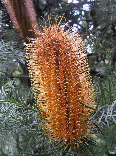 Free Banksia Australiana photo and picture