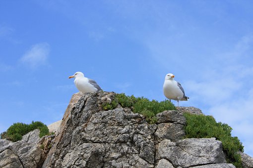 Free Rock Seagulls photo and picture