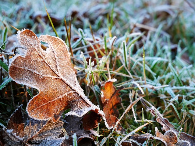 Free Nature Leaf photo and picture
