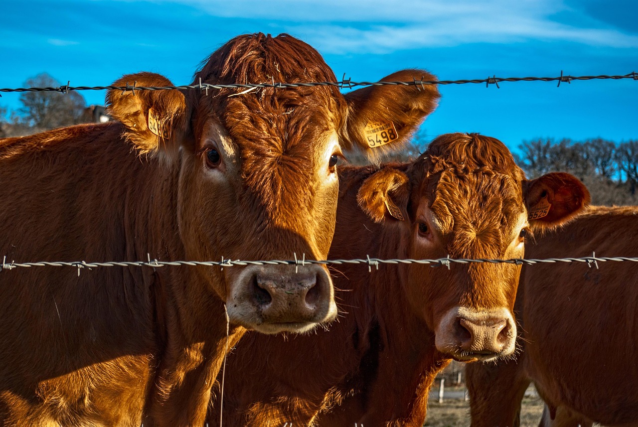 Cow - free online jigsaw puzzle photo