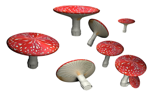 Free toadstool isolated mushroom illustration