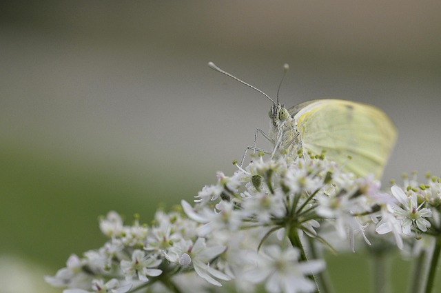 Free Butterfly Insect photo and picture