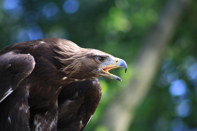 Free Eagle Raptor photo and picture