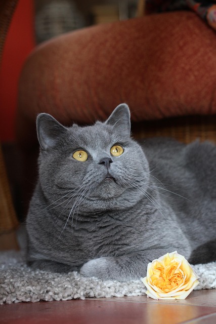 Free Cat Domestic Cat photo and picture