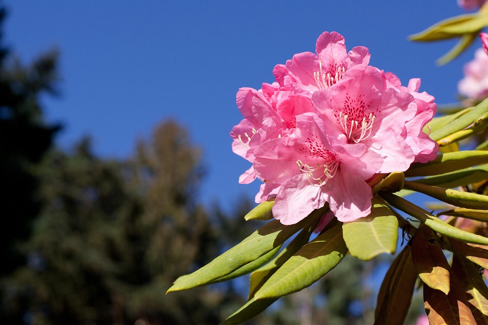 Rhododendron Rose Bloom - Photo gratuite sur Pixabay - Pixabay