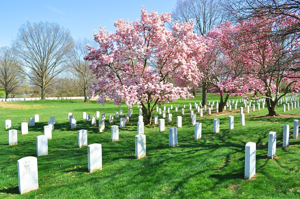 Arlington, Cemetery, Blossom Tree