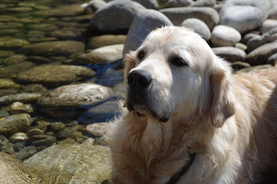 Anjing Golden Retriever Air Foto Gratis Di Pixabay
