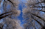 city park gotha, winter, frost
