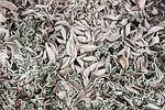 ice, leaves, frozen