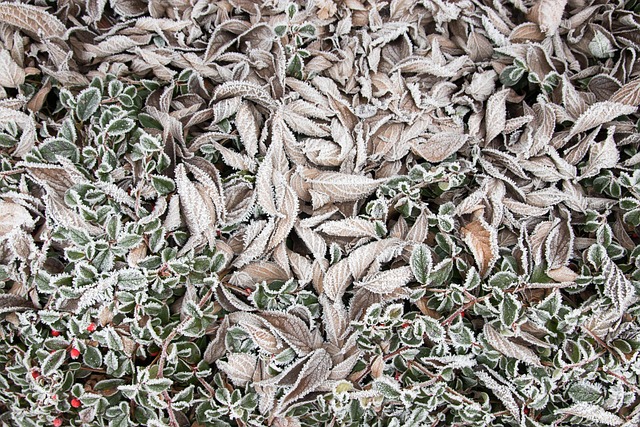 Free Ice Cream Leaves photo and picture