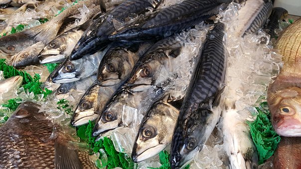 Meer, Fische, Makrele, Marine