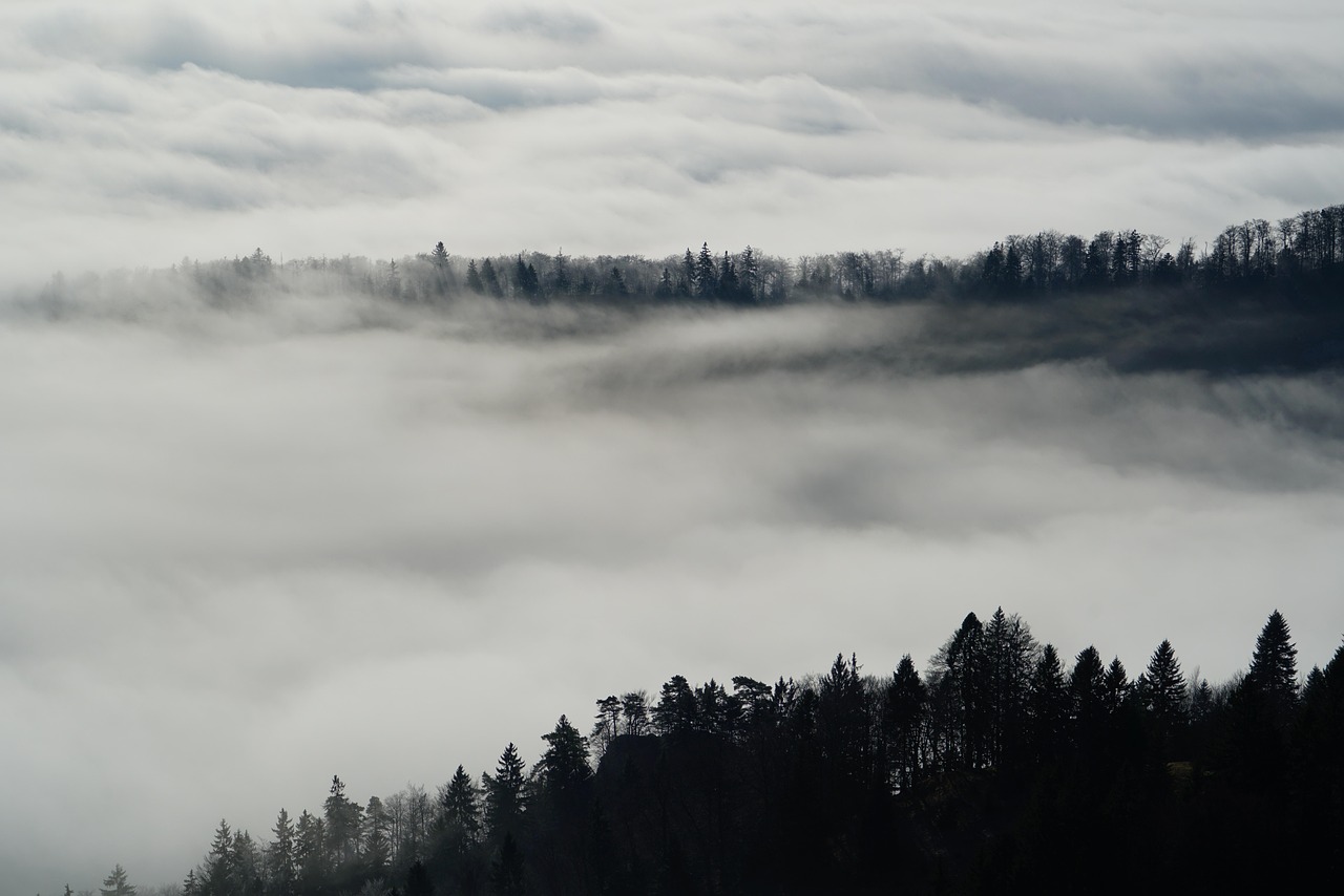 Fog - free online jigsaw puzzle photo