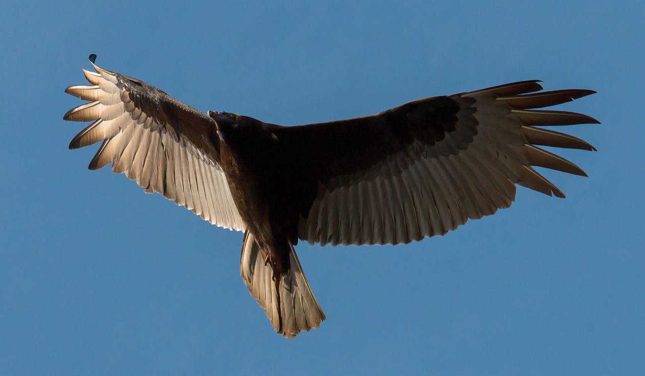 Turkey Buzzard Bird Free photo on Pixabay Pixabay