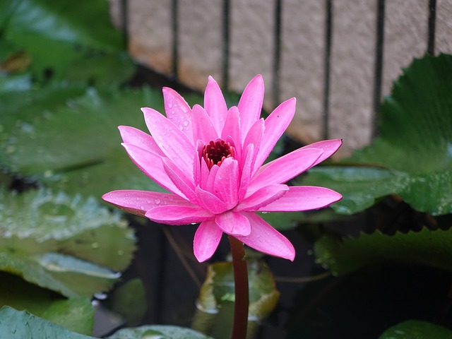 Free Lotus Early Morning photo and picture