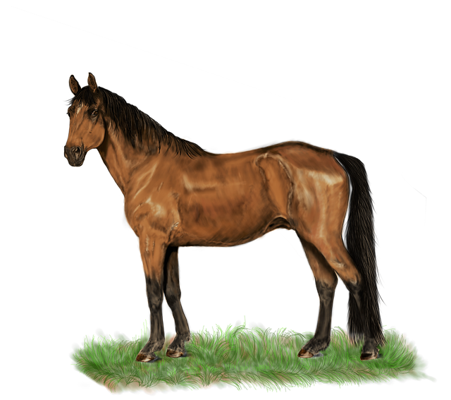 Download free HD stock image of Horse Standing Free horse standing nature illustration