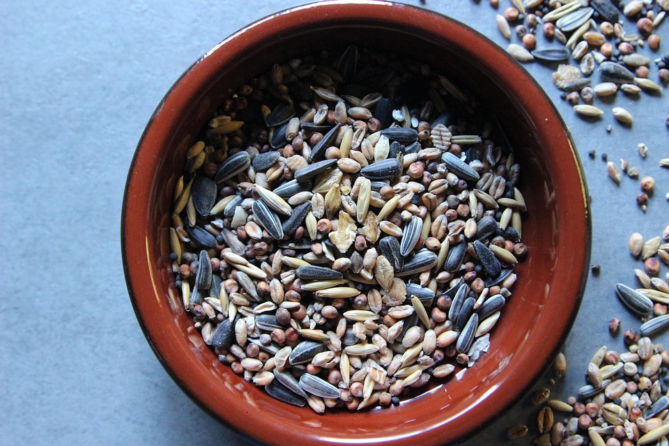 Bird Food Grains Sunflower Seeds Free photo on Pixabay Pixabay