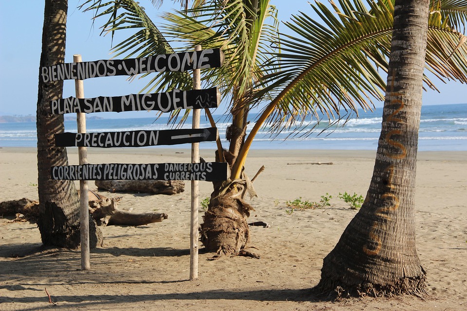 Free Costa Rica Palm Trees photo and picture