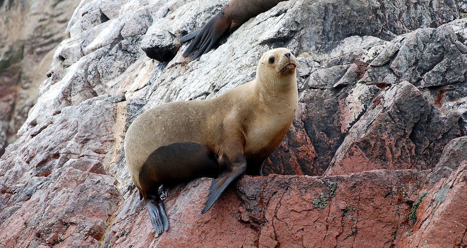 Lobos Marinos en Paracas