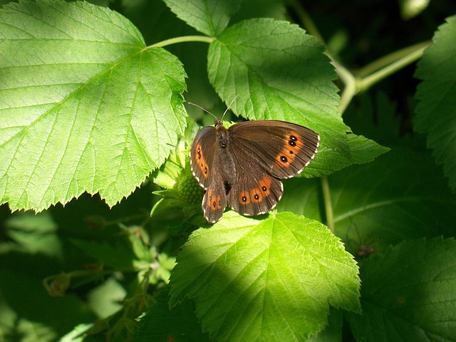 Free Butterfly Nature photo and picture