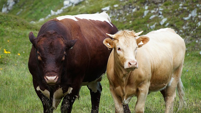 Free Nature Cows photo and picture