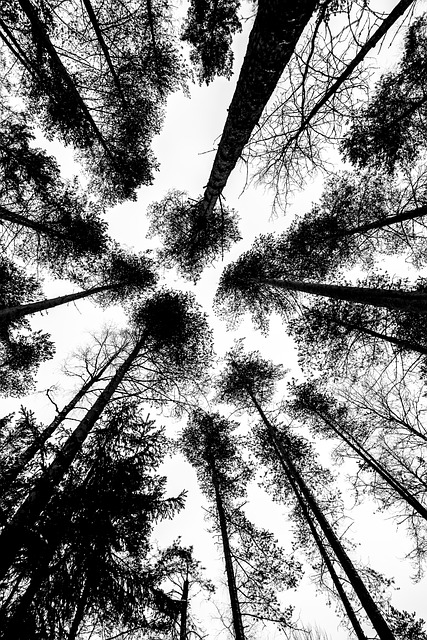 Free Black White photo and picture