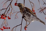 fieldfare, bird, municipal