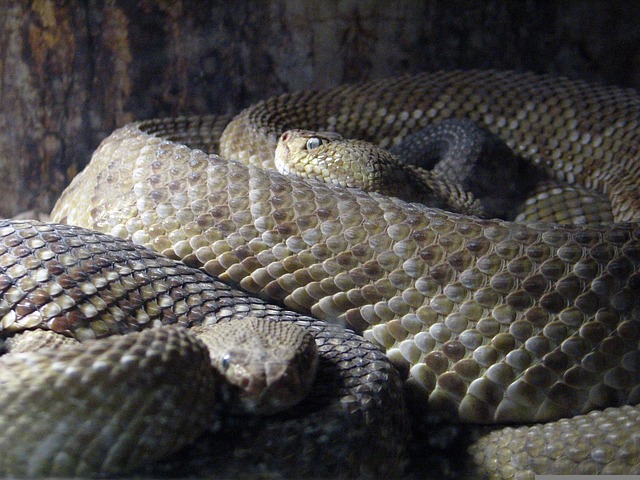 Free Mexican West Coast Rattlesnake Snake photo and picture