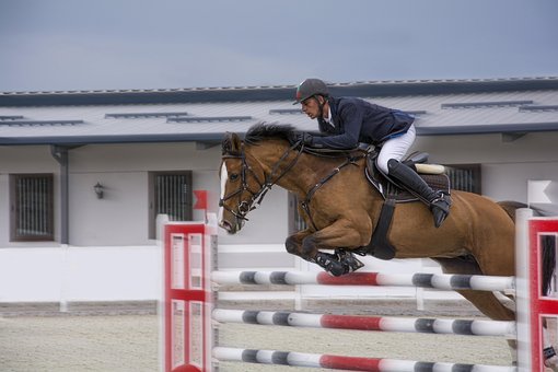 Cavalo, Jockey, Esporte, Animal Cavalo, Jockey, Esporte, Animal, Corrida