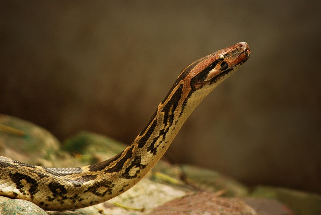 Python Isnake Image Python Snake Reptile - Free photo on Pixabay