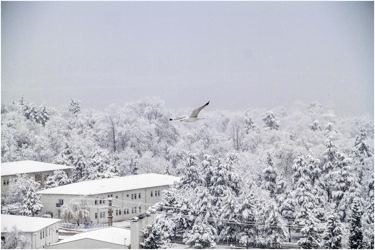 300 + 무료 설경 & 겨울풍경 이미지 - Pixabay