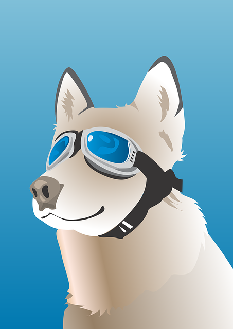 Husky, Cão, Animal De Estimação