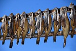 greenland, dörr fish, fish