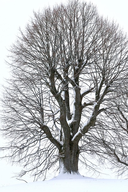 Træ, Vinter, Sne