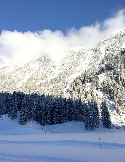 Free Mountains Trees photo and picture