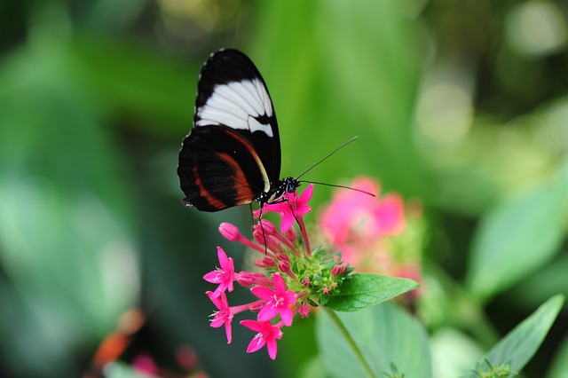 Free Butterfly Flower Wallpaper photo and picture