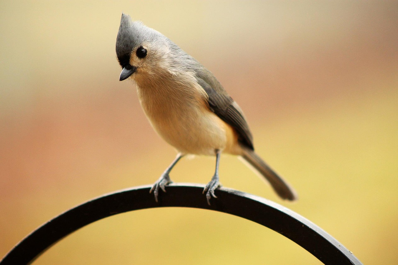 鳥頭∈(・ө・)∋出品 Tufted Titmouse 凤头鸟- Pixabay上的免费照片