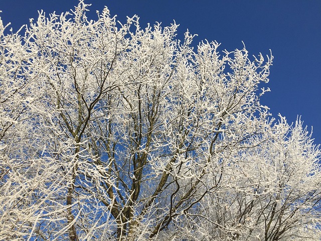 Winterlandschaft, Frostig, Natur, Bäume