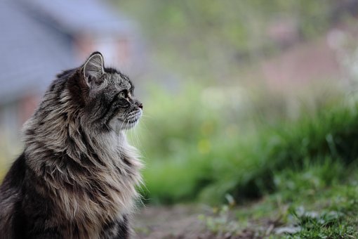 Katze, Suchen, Katzenartige, Tiere