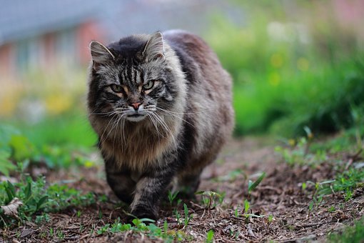 Katze, Katzenartige, Tier, Haustier