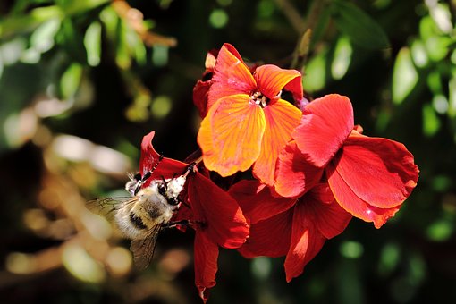 Blume, Biene, Futter, Insekten