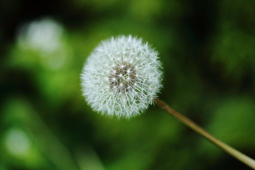 Samen, Blumentapete, Garten, Pflanze