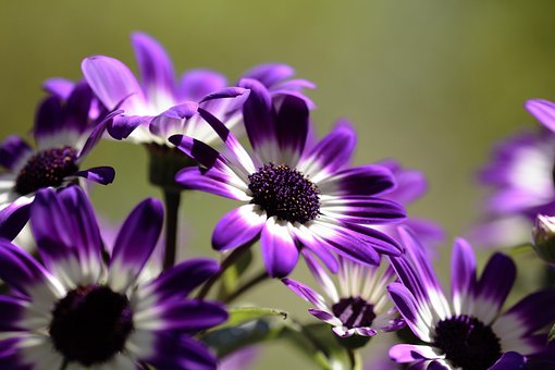 Blumen, Weiß, Blumen Hintergrund