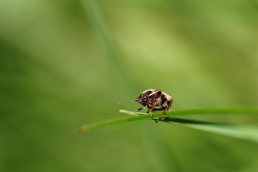 Makro, Grün, Insekt, Natur, Grüne Farbe