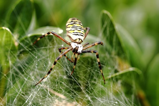 Spinne, Leinwand, Spinnennetz, Natur
