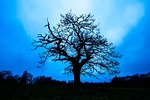 tree, silhouette, in the evening