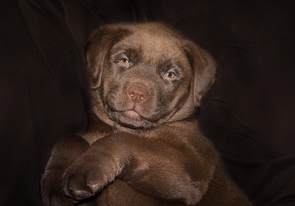 Anak Anjing Lucu Foto Gratis Di Pixabay