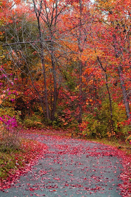 Herbst, Natur, Park, Blatt, Oktober